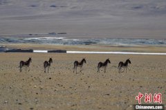 西藏羌塘草原見聞：偶遇野狼 藏羚羊、藏野驢等成群西寧水土保持編制