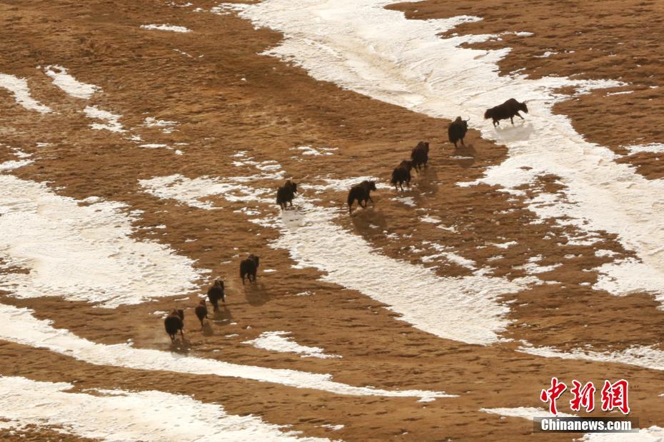 實拍冬季昆侖山腹西寧環(huán)保公司地：野生動物成群結(jié)隊