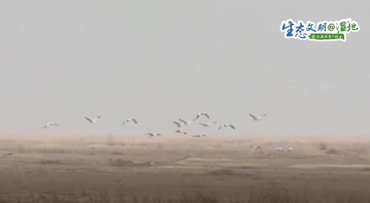 成群灰鶴盤旋起舞、休憩覓食 為黃河濕地公園增添生機(jī)青海環(huán)保公司