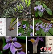 世界自然遺產(chǎn)丹霞山再現(xiàn)植物新種——黃進(jìn)報(bào)春苣苔西寧環(huán)保設(shè)備廠家