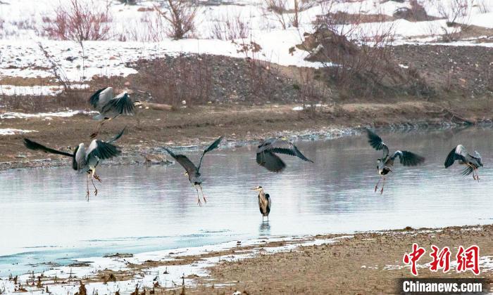 蒼鷺等鳥類“嬉戲”新疆察布查爾縣濕地公園青海環(huán)保公司