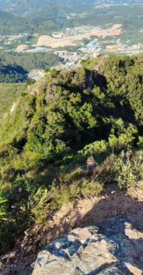 獼猴現(xiàn)身廣東惠東寨場(chǎng)山森林公園西寧環(huán)保公司